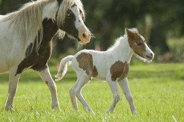Obraz na płótnie Canvas 1 day old Miniature horse foal colt with mare