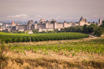 Fototapeta na wymiar Vineyards growing outside the medieval fortress of Carcassonne i