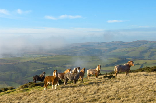 Welsh ponies, Eppynt, Cambrian Mountains, Powys, Wales,  United Kingdom