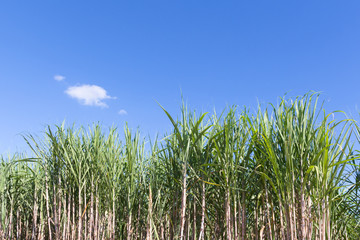 Naklejka premium Sugar cane with blue sky for background with copy space over Sug