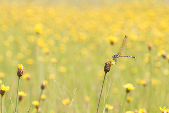 Dragonfly on Xyris Indica yellow flowers in golden paddy field o
