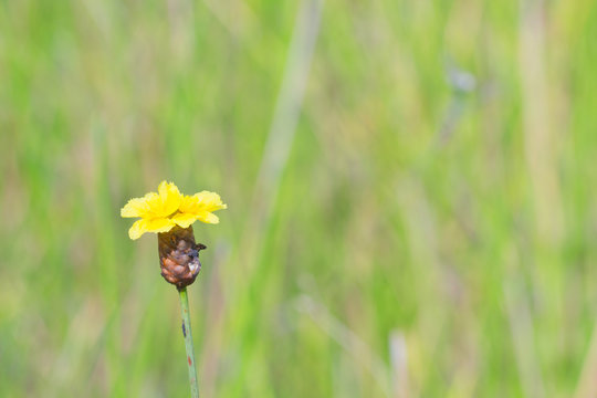 Xyris Indica yellow flowers in paddy field on bright day