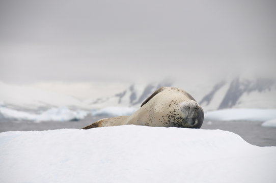 Leopard seal on ice, near Yalour Island, Antarctic Peninsula, Antarctica