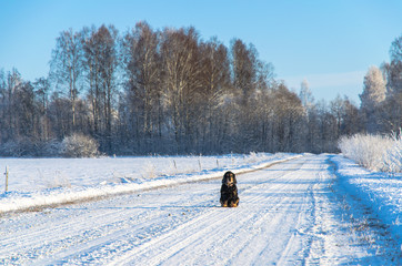 Cute cocker Spaniel dog breed sitting on a snowy countryside road 