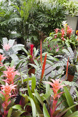 Fototapeta na wymiar Plants in botanical garden