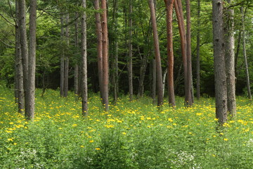 夏の松林