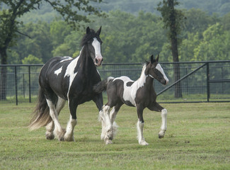 Obraz na płótnie Canvas Gypsy horse mare and foal