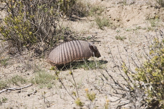 Armadillo, Valdes Peninsula, Patagonia, Argentina