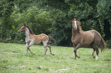 Obraz premium Quarter Horse mare and foal