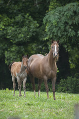 Obraz na płótnie Canvas Quarter Horse mare and foal