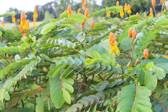 Ringworm bush or Candle bush is a herb, can reduce gas in stomac