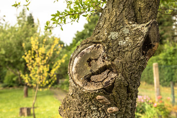 Obraz premium Natur Baum Stamm