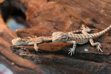 Bearded Dragon animal.