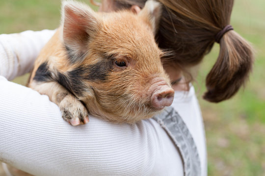 Baby pig being held