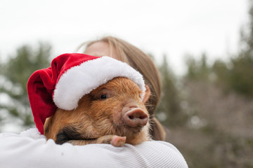 Christmas Piglet © Will