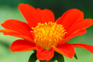 Red Zinnia Flower