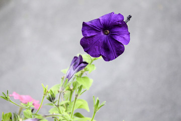 A purple petunia