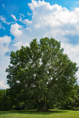 Fototapeta premium Lone large tree