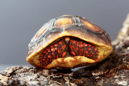 Baby Redfoot Tortoise