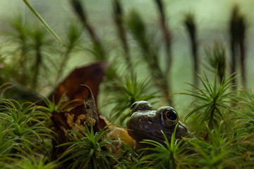 Bullfrog in moss