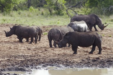 Herd of Rhinocerous on muddy riverbank