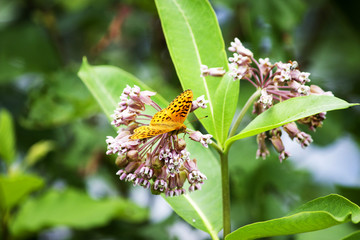 Orange Butterfly on a cluster of flowers