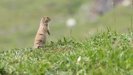 Antarctic Squirrel at Denali National Park in Alaska