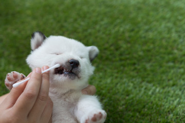 checking teeth of puppy dog on green grass background