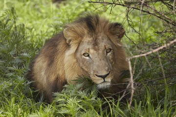 Lion lying in shade of tree