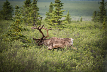 Moose at The Denali Observation national park in Alaska