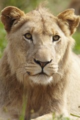 Lioness looking past camera