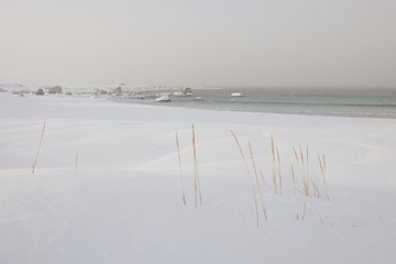 Reeds grow near Ramberg in Flakstadoya Loftofen islands  Norway