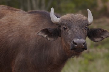 Water Buffalo in African plains