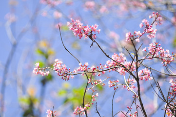 Wild Himalayan Cherry in selective focus point