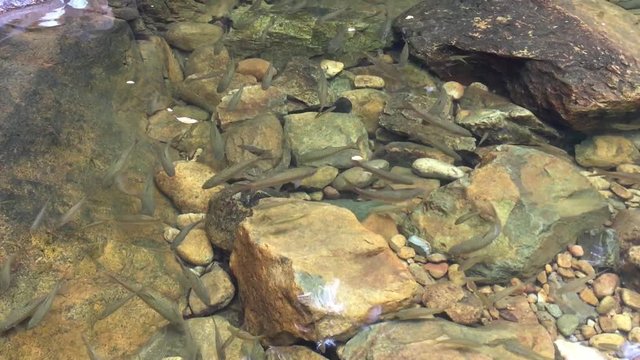 Garra rufa, also called doctor fish swimming in lake.