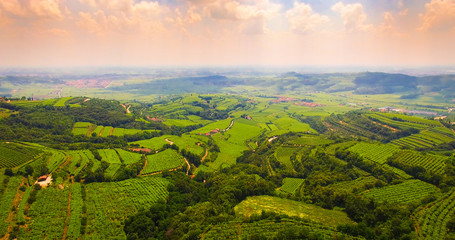 Fototapeta premium The vineyards on the Italian hills.