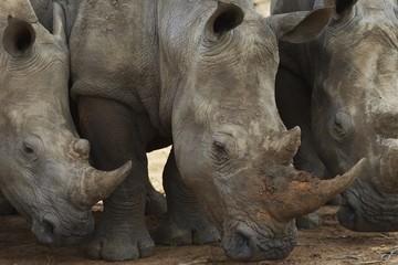 Obraz premium Three Rhinoceros nose the ground