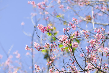 Wild Himalayan Cherry in selective focus point