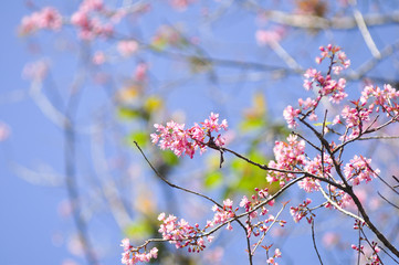 Wild Himalayan Cherry in selective focus point