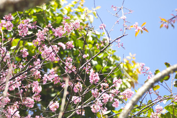 Wild Himalayan Cherry in selective focus point