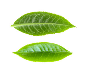tea leaf on a white background