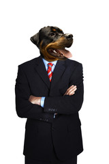 Doberman Businessman standing with arms folded