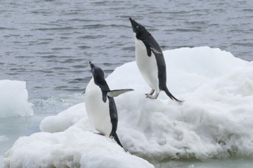 Adelie Penguin on small icebergs