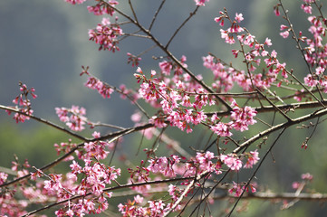 Wild Himalayan Cherry in selective focus point
