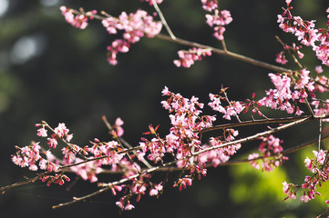 Wild Himalayan Cherry in selective focus point