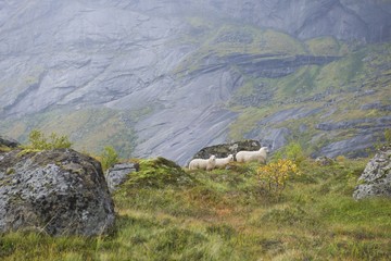 Sheep on the mountains of the Lofoten Islands Norway