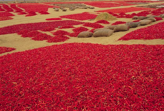 Picked red chilli peppers laid out to dry, Rajasthan