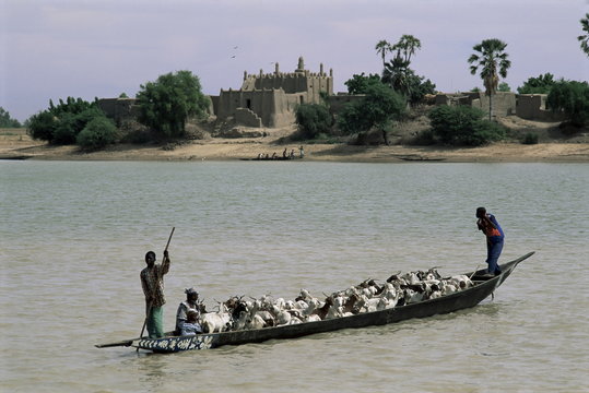Peul herder and cattle crossing the River Bani during transhumance, Sofara, Mali