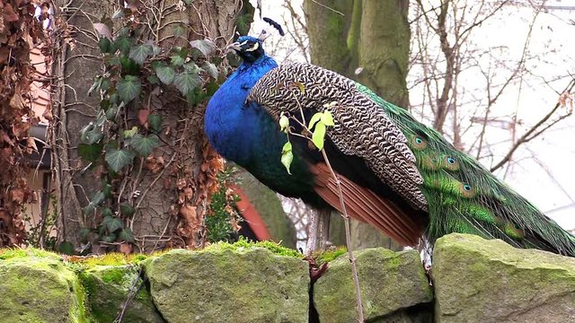 Peacock bird, peafowl bird