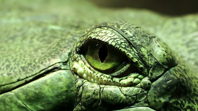 the eye of a green reptile; crocodile